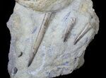 Ammonite (Euhoploceras) With Belemnites - Dorset, England #63380-3